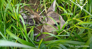 Foto: Julia D&ouml;ttling