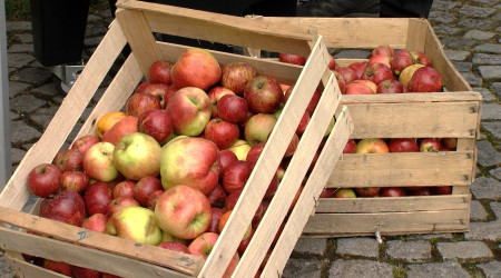 &Auml;pfel (Quelle: RTF.3)