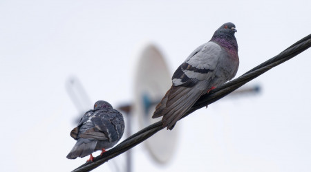 Tauben (Quelle: Pixabay)