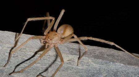 Foto: Hubert Höfer / SMNK