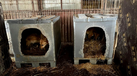 Palettenboxen (Quelle: RTF.3)