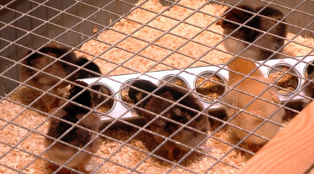 Osterk&uuml;ken Naturkundemuseum Reutlingen (Quelle: RTF.3)