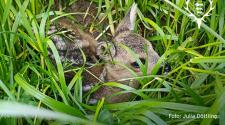 Foto: Julia D&ouml;ttling