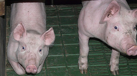 Schweine im Stall (Quelle: pixabay.com)