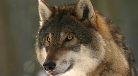 Wolf (Quelle: Bild von steffiheufelder auf Pixabay )