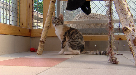 Jungkatze im Tierheim Reutlingen Foto: RTF.1