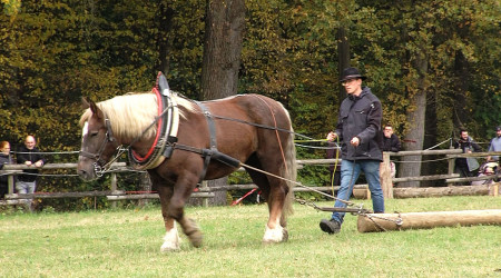 Pferd mit Holzstamm auf dem Fuhrmannstag Foto: RTF.1